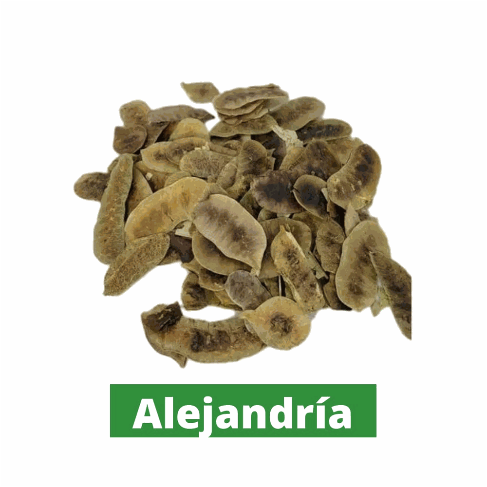 ALEJANDRIA HOJAS X  8 GR (CAJ X 25) QUIMNATURA