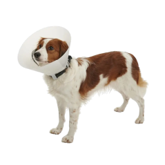 CUELLO ISABELINOS 15 CM X 0.8 MM ELITE